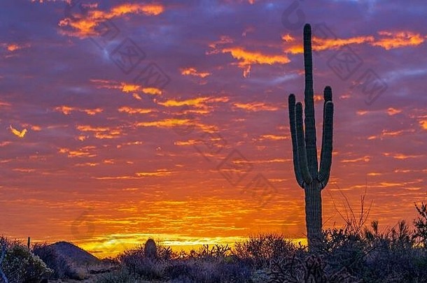 激烈的日出天空亚利桑那州沙漠