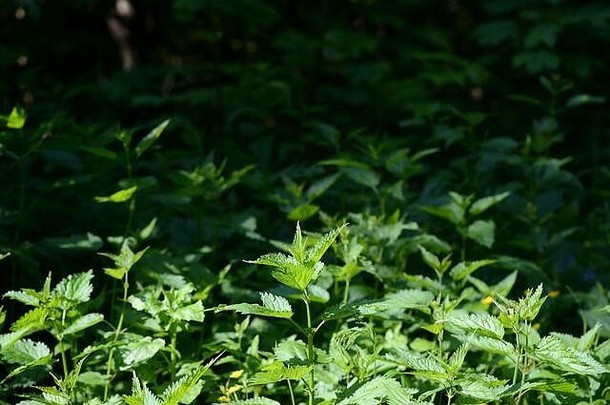 绿色荨麻叶子夏天森林阳光明媚的一天药用植物自然环境