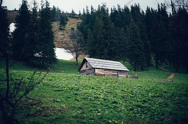 木房子喀尔巴阡山脉的森林德拉戈布拉特