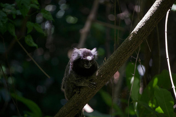 常见的绒猴攀爬分支深内部热带热带雨林巴西