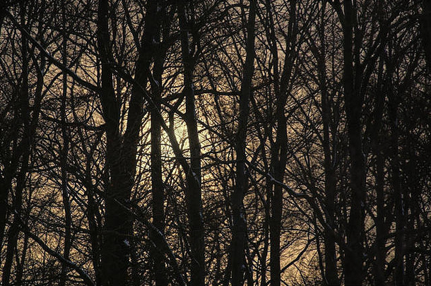 太阳下降只冬天森林