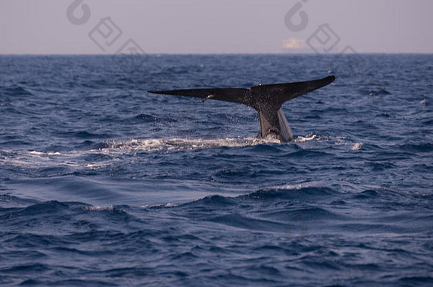 <strong>鲸</strong>鱼尾巴斯里兰卡斯里兰卡亚洲