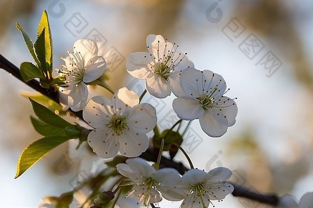 美丽的盛开的樱桃树春天白色花树