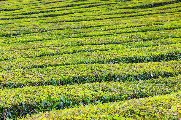 模式茶种植园为什么米格尔岛亚速尔葡萄牙亚速尔首页种植园欧洲令人惊异的景观出类拔萃