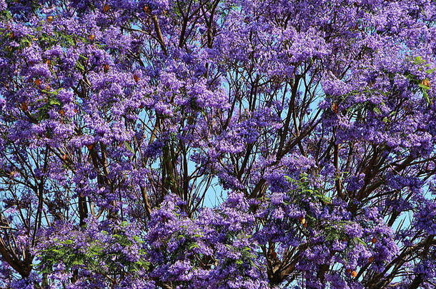 温暖的气候蓝花楹mimosifolia树盛开的墨西哥4月
