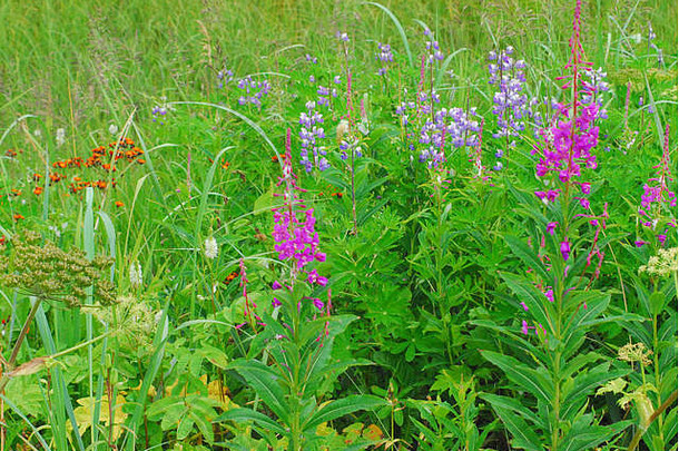 各种漂亮的色彩斑斓的夏天野花林地草地朱诺阿拉斯加美国