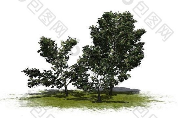 集团美国冬青灌木孤立的白色背景插图