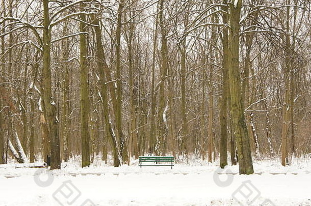 雪板凳上冬天公园树回来地面