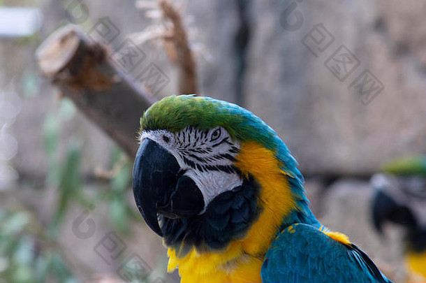 金刚鹦鹉本地的中央美国北美国墨西哥南美国以前加勒比物种
