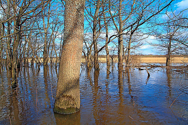 洪水橡木木