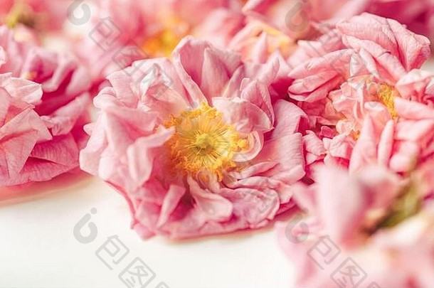 新鲜的选花朵有机种植大马士革玫瑰蔷薇属大马士革