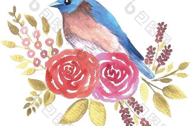 东部蓝知更鸟sialiasialis鸟红色的玫瑰叶子水彩