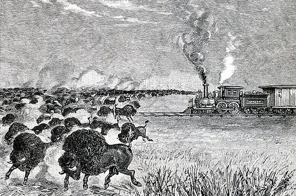 联盟太平洋铁路操作火车汽车停止水牛