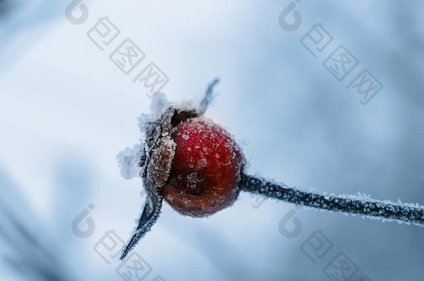 红色的浆果狗玫瑰覆盖晶体白色雪冷模糊背景