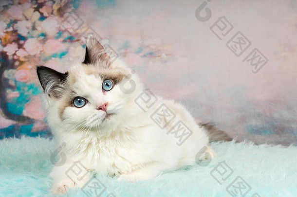 可爱的布偶猫小猫说谎蓝色的羊皮华丽的背景