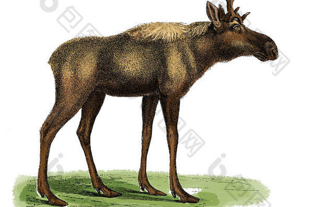 世纪插图每麋鹿最大物种鹿家庭世界最大土地哺乳动物