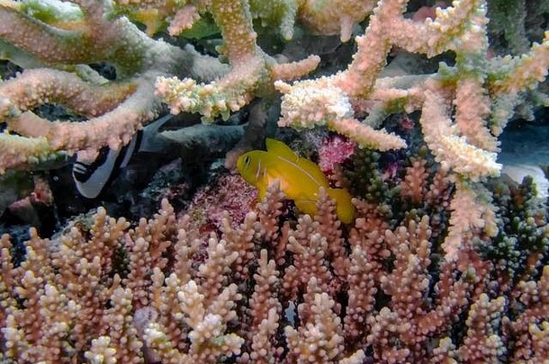 柠檬珊瑚虾虎鱼戈比奥顿柑橘