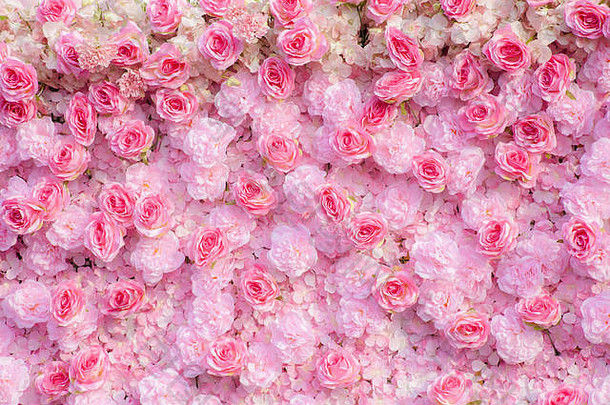 粉红色的玫瑰背景粉红色的玫瑰壁纸