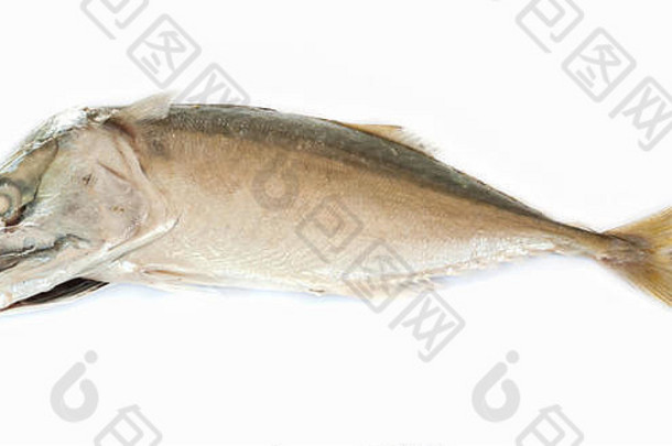 新鲜的鲭鱼鱼孤立的白色背景