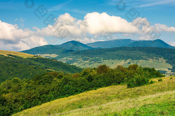长满草的山遥远的山山峰可爱的农村景观喀尔巴阡山
