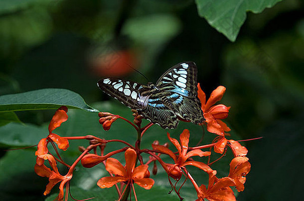 蓝色的玻璃老虎蝴蝶休息集花狩猎花蜜