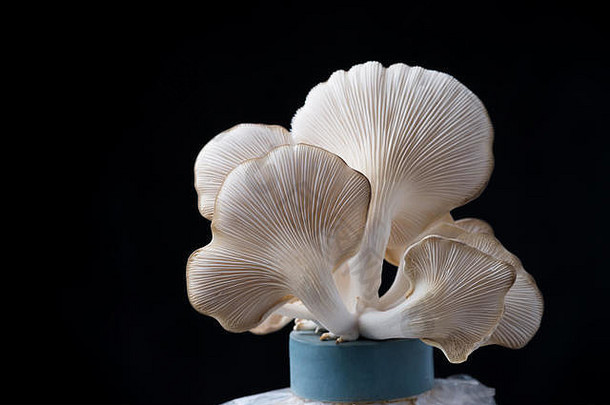 蘑菇日益增长的种子袋