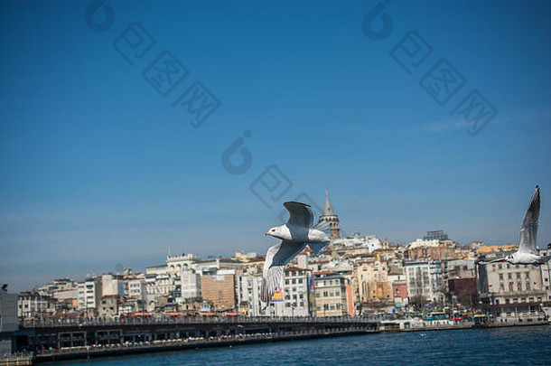 海鸥飞天空海伊斯坦布尔城市环境