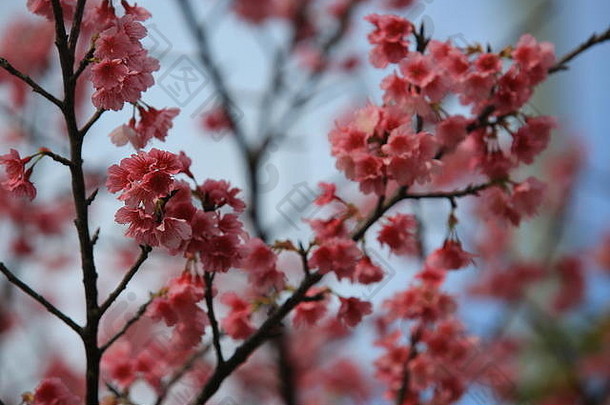 樱花花日本冲绳