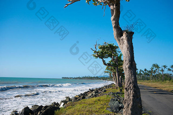 沿海<strong>路</strong>排棕榈树俯瞰热带海洋波多黎各rico美国