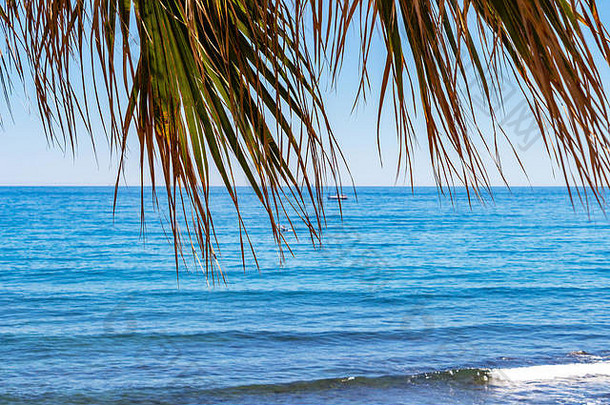 模糊地中海海风扇棕榈叶子科斯塔的溶胶海滩马贝拉省马拉加安达卢西亚西班牙