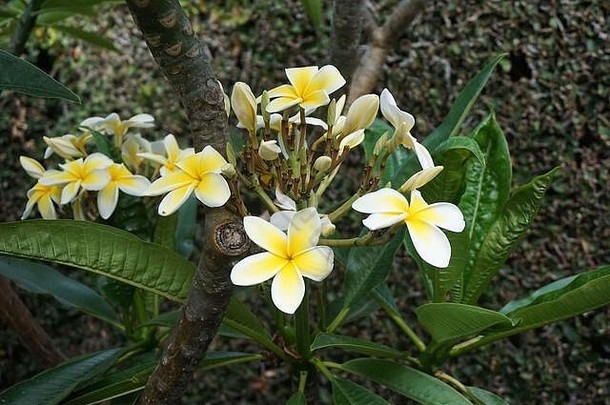 plumeria花