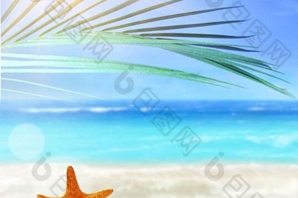 夏天海滩海星沙子热带棕榈叶