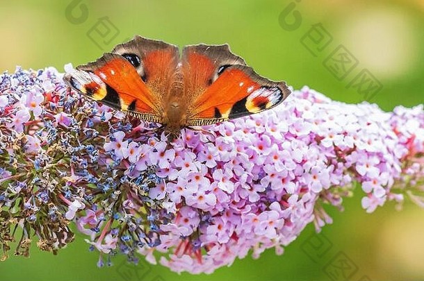Aglais孔雀蝴蝶喂养花蜜紫色的butterfly-bush花园明亮的阳光充满活力的颜色
