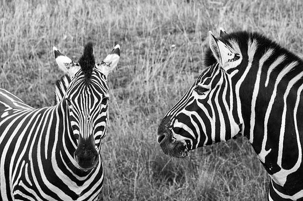 黑色的白色条纹查普曼斑马拍摄单色港口林普尼Safari公园阿什福德肯特