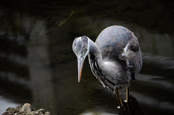 灰色鹭着日本河钓鱼发现在世界范围内灰色苍鹭常见的视线日本河流湿地傻人