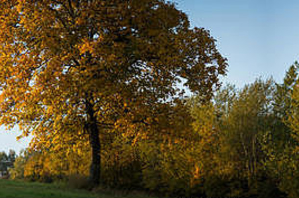 秋天景观色彩斑斓的树摩拉维亚捷克共和国欧洲