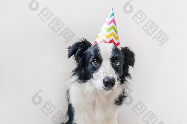 有趣的肖像可爱的铣削小狗狗边境牧羊犬穿生日愚蠢的他相机孤立的白色背景快乐生日聚会，派对概念有趣的宠物动物生活