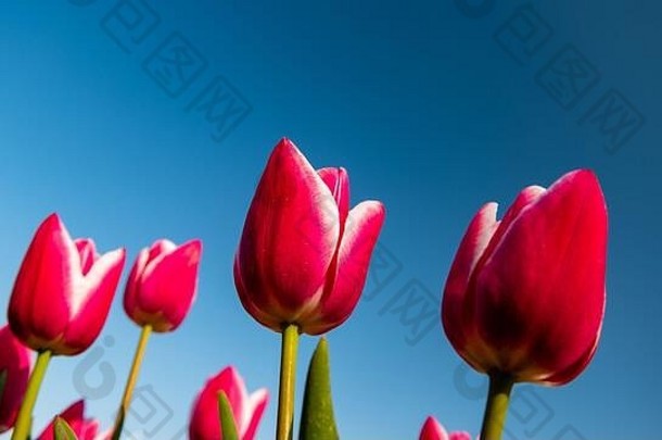 红色的郁金香花蓝色的天空荷兰东北圩田弗莱福兰