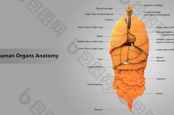 人类身体内部器官标签设计解剖学前视图