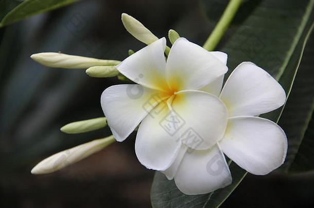 完美的白色plumeria花花园理由万豪酒店普吉岛海滩俱乐部五月考县海滩泰国