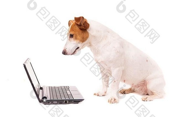 杰克罗素狗电脑浏览互联网