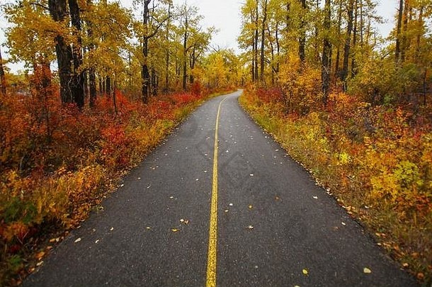 秋天自行车通路公园包围华丽的红色的黄色的树