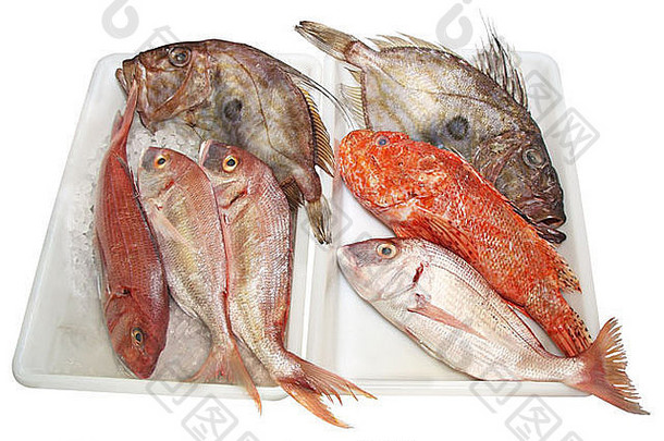 新鲜的约翰海鲂天蝎科dentex质量美味的鱼