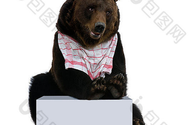 西伯利亚棕色（的）熊年围嘴排序法前面白色背景