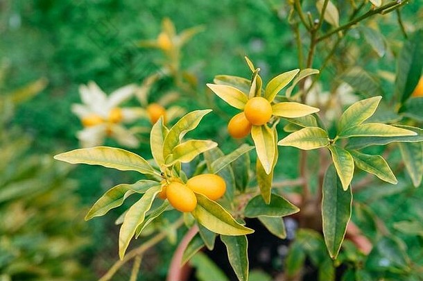 金橘fortunella树成熟的橙色水果分支机构花园