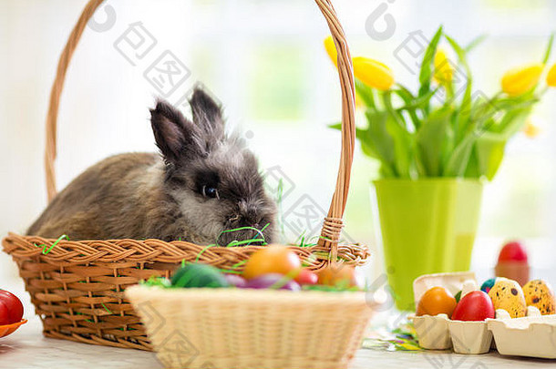 复活节兔子表格篮子色彩斑斓的鸡蛋