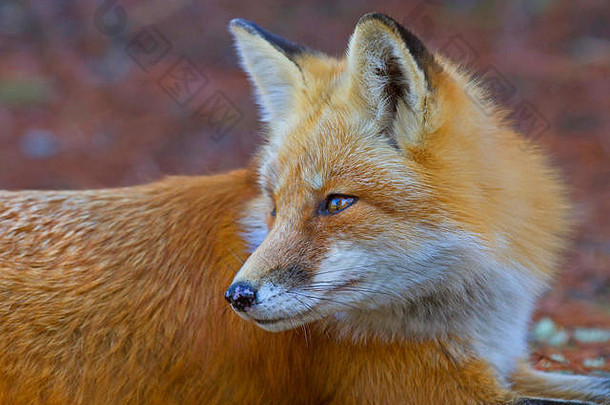 红色的狐狸肖像阿冈昆公园加拿大