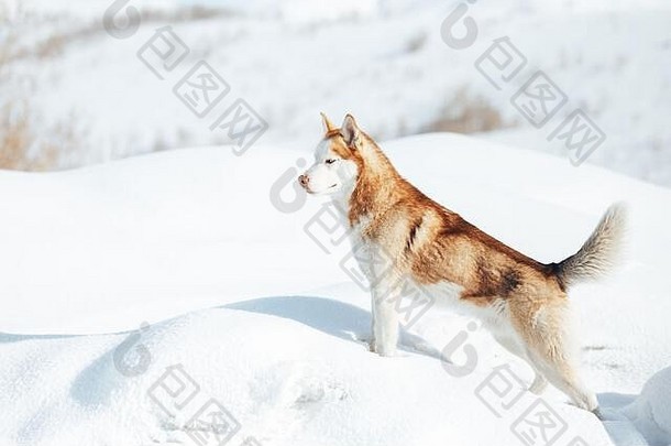 沙哑的狗野生美siberiab沙哑的狗肖像冬天背景