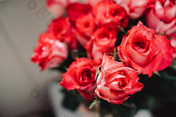 花背景盛开的玫瑰生活<strong>珊瑚</strong>颜色颜色一年特写镜头大美丽的玫瑰花束礼物婚礼快乐