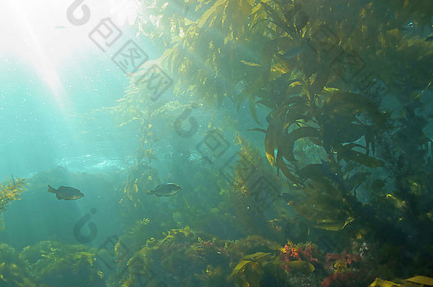 鱼海生活水下加州太平洋海洋岛海带森林